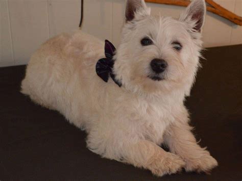 Possessed with no small amount of self-esteem, the West Highland White Terrier is an all-white, compact, sturdy package of frolicsome energy. . West highland puppies kennel club